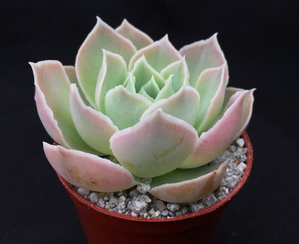 Echeveria simulans Rayones