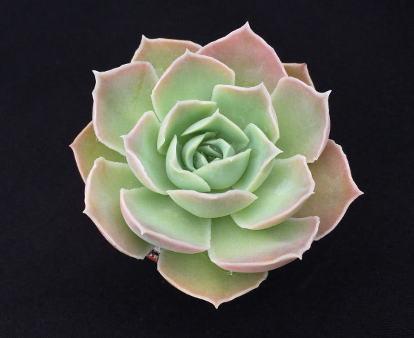 Echeveria simulans Rayones