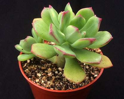 Echeveria skinneri