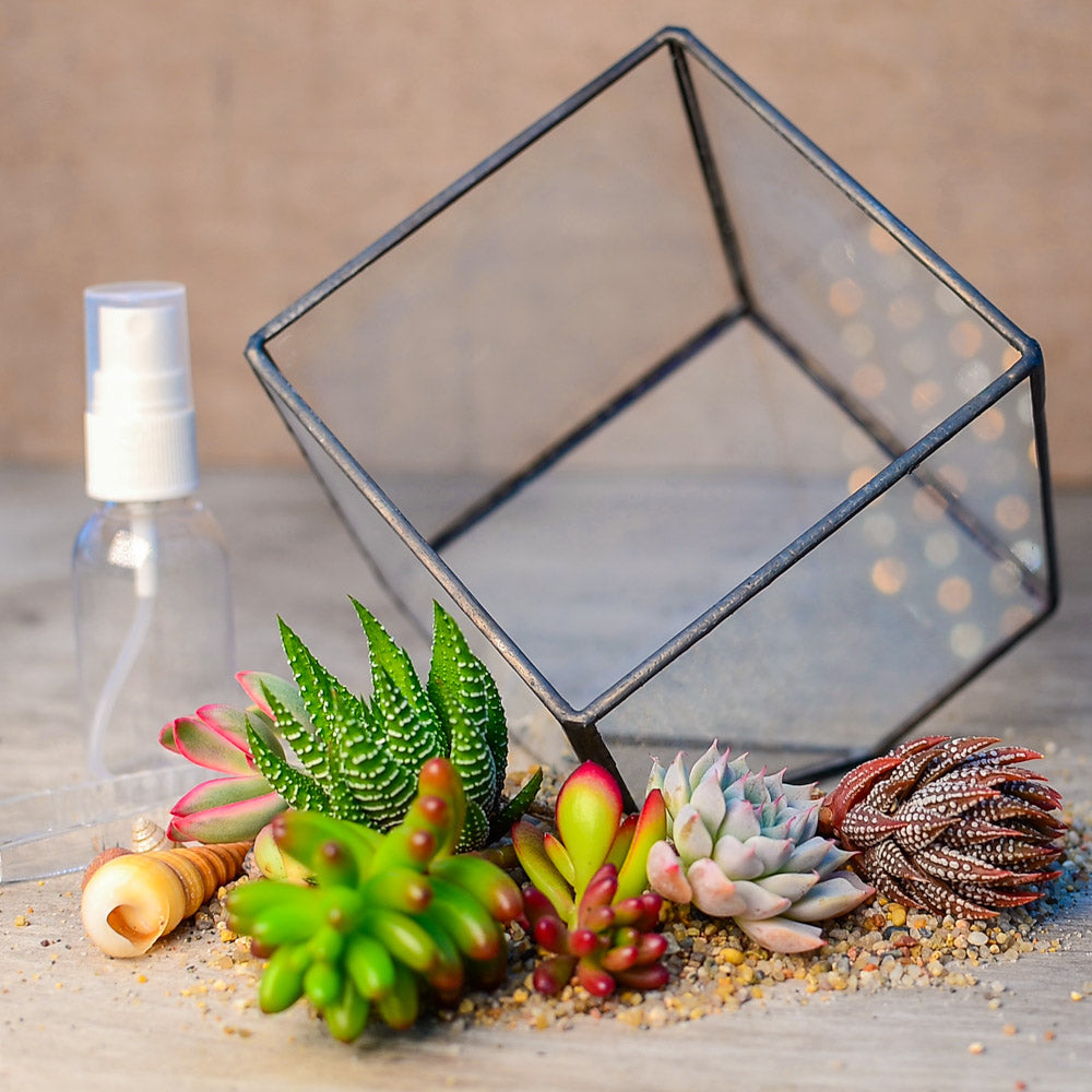 Geometric Terrarium Succulent Grow Kit