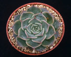 Echeveria halbingeri 'Walther'