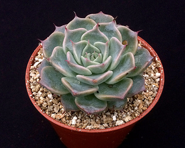 Echeveria halbingeri 'Walther'