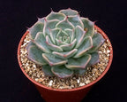 Echeveria halbingeri 'Walther'