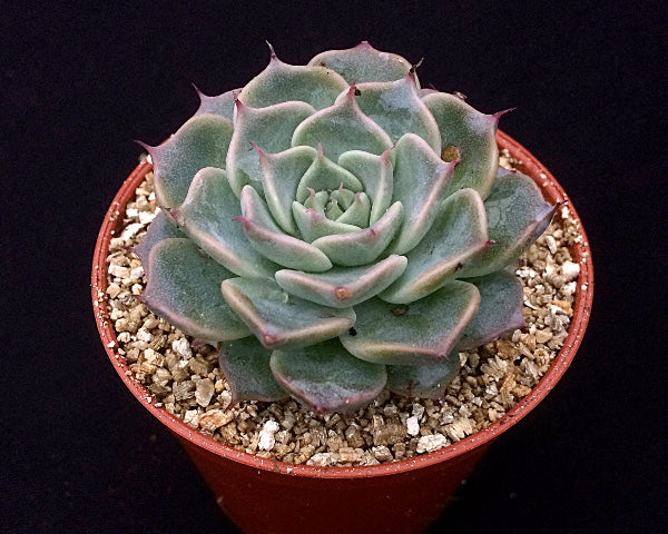 Graptopetalum suaveolens