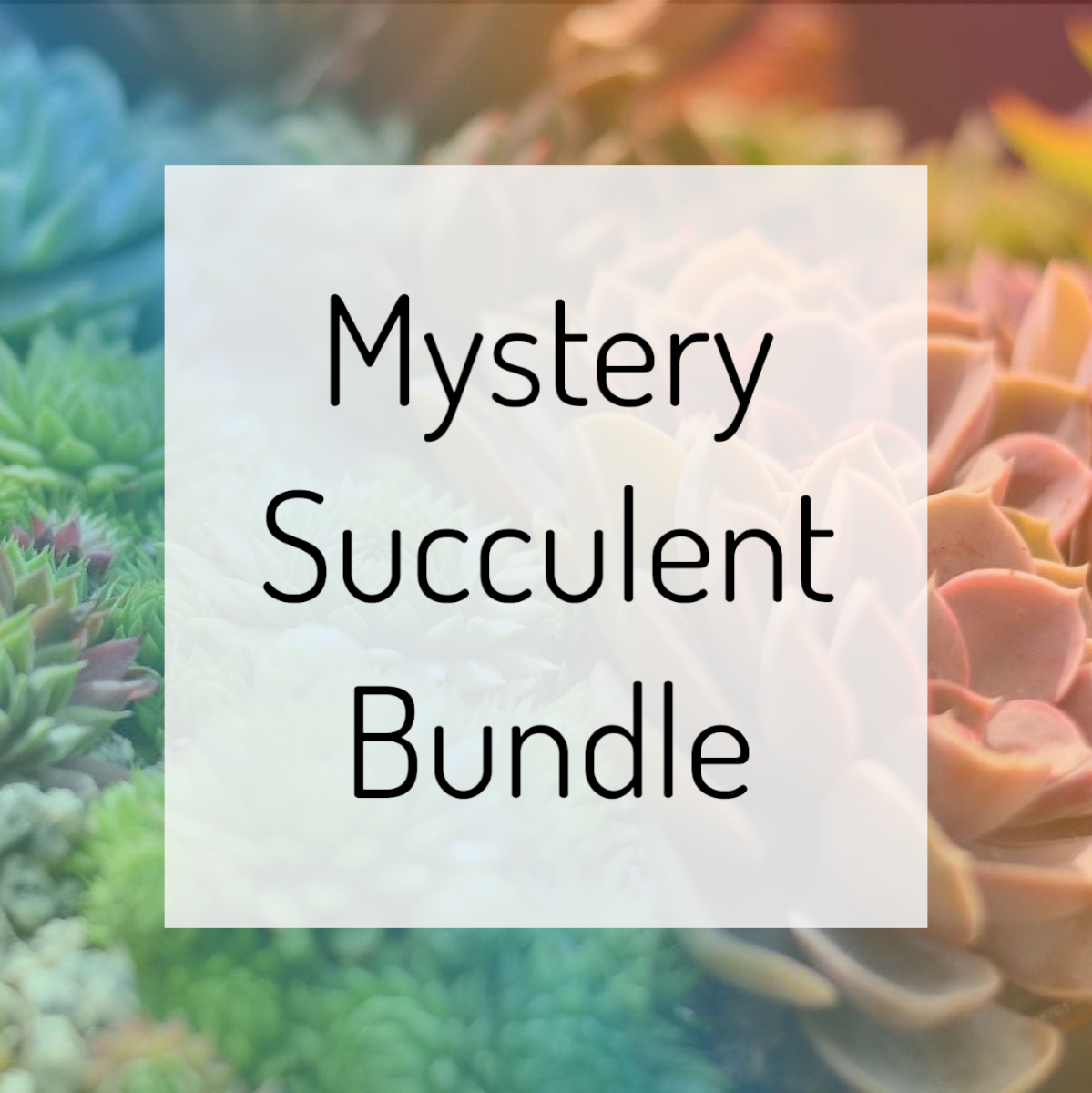 Mystery Succulent Bundle