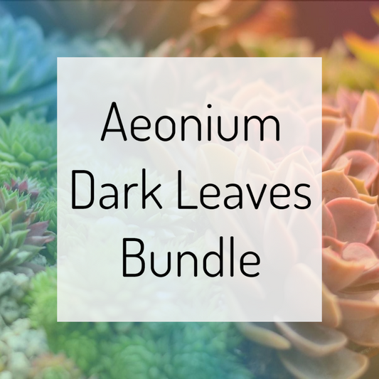 Aeonium Dark Leaves Bundle