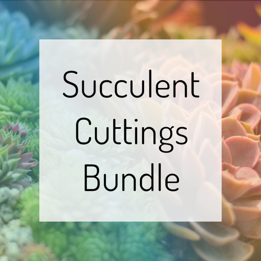 Succulent Cuttings Bundle