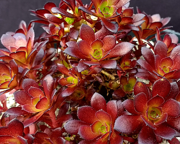 tip top succulent Aeonium arboreum 'Tip Top' – Surreal Succulents
