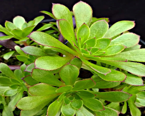 tip top succulent Aeonium arboreum 'Tip Top' – Surreal Succulents