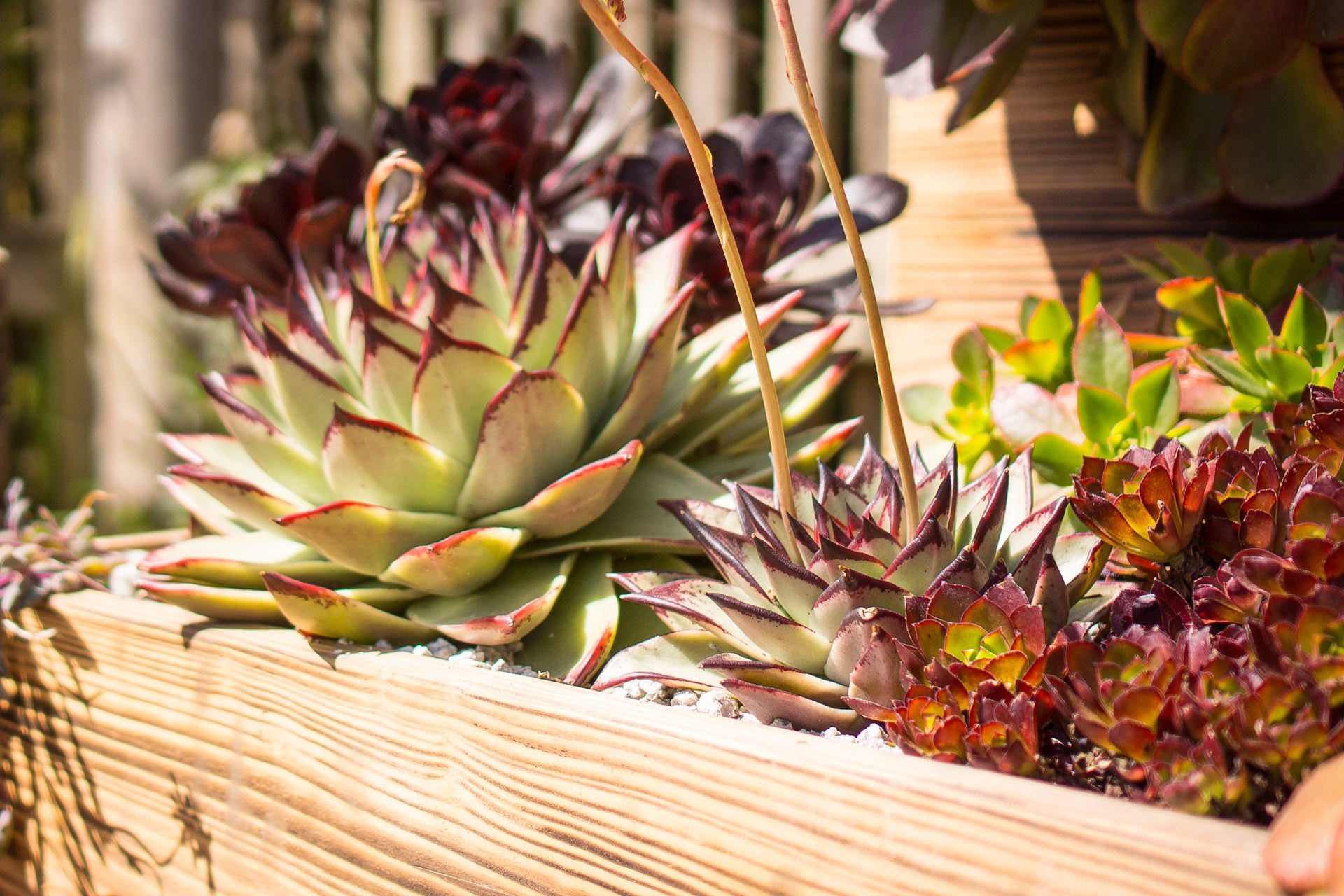 最高の見た目の多肉植物を育てる方法 – Surreal Succulents