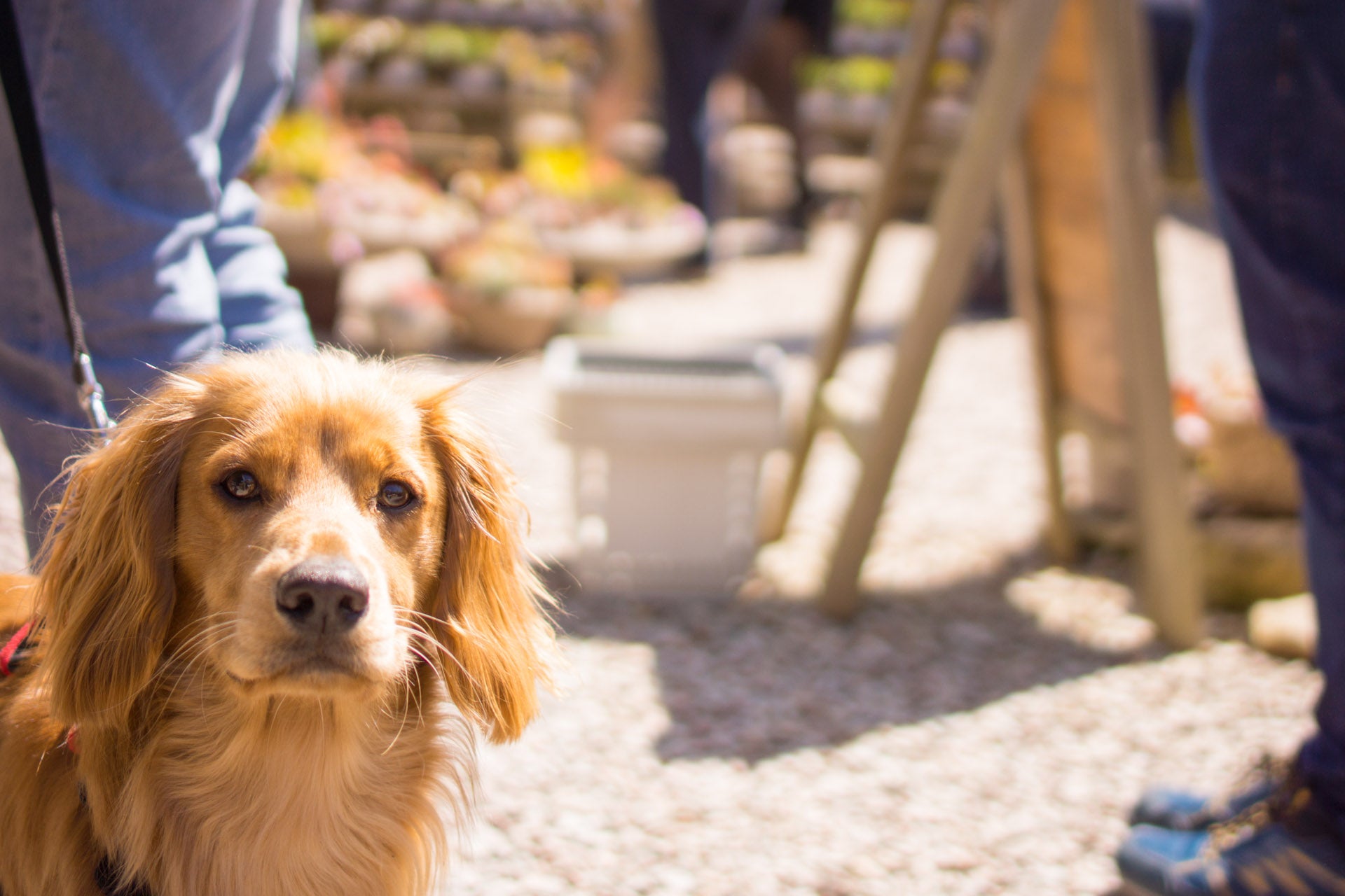 Dog in a market setting with blurred background