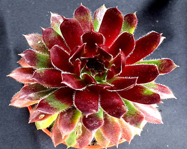 Sempervivum 'Trinket'