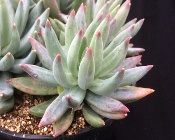 x Pachyveria 'Tuatara'