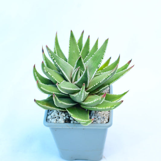 Tulista marginata