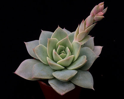 Echeveria 'Van Breen'