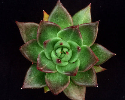 Echeveria agavoides 'Victor Reiter'