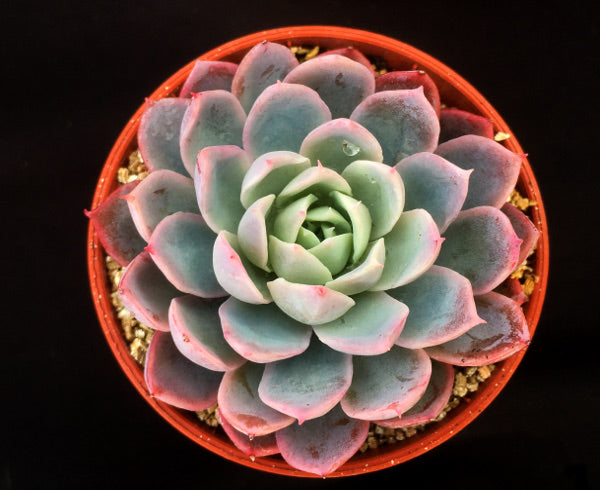 violet queen succulent Echeveria 'Violet Queen' – Surreal Succulents