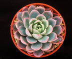 Echeveria 'Violet Queen'