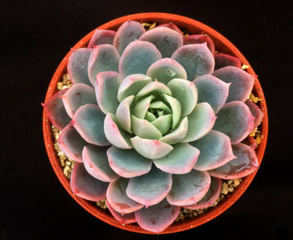 Echeveria 'Violet Queen'