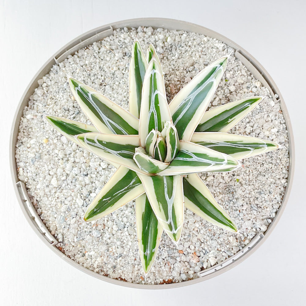 Agave Victoriae reginae White Rhino Surreal Succulents agave-victoriae-reginae-white-rhino-surreal-succulents
