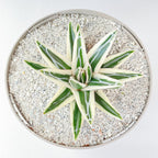 Agave victoriae-reginae 'White Rhino'