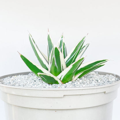 Agave victoriae-reginae 'White Rhino'