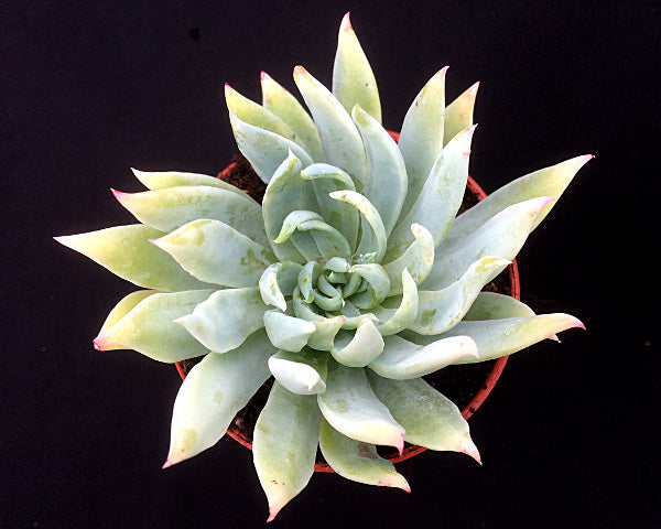 x Dudlyveria 'White Sprite'