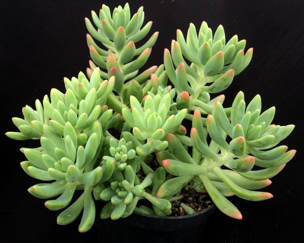 x Sedeveria 'Yellow Humbert'