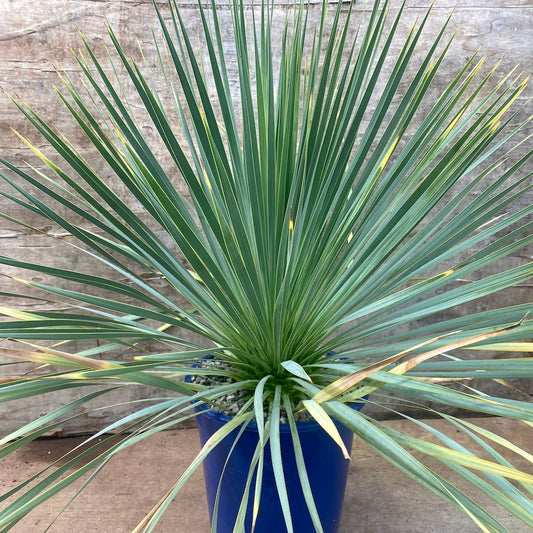 Yucca rostrata