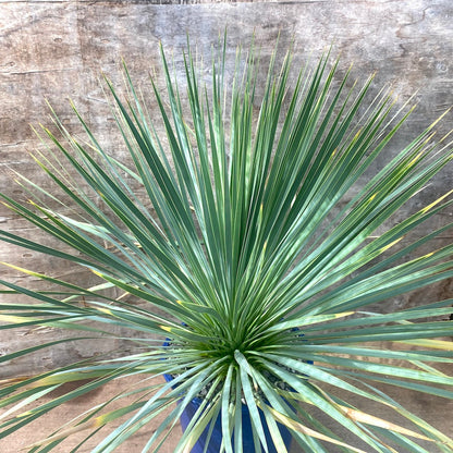 Yucca rostrata