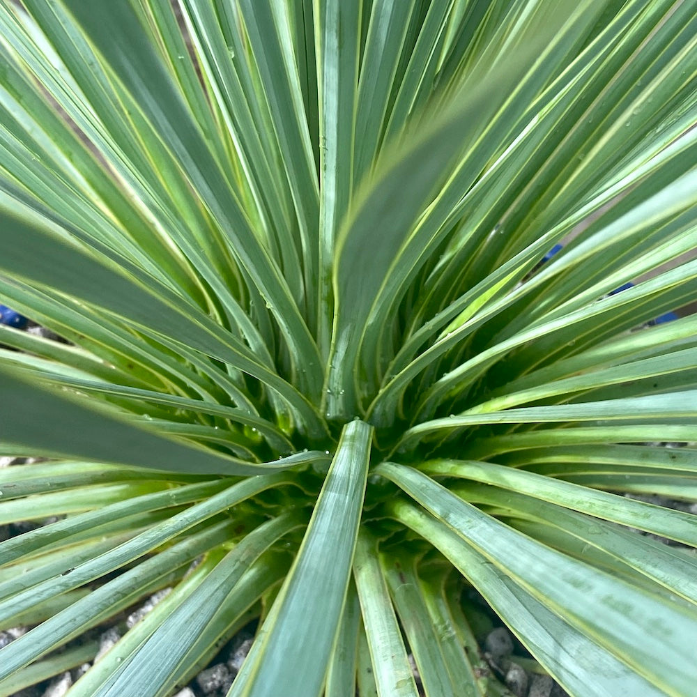 Yucca rostrata