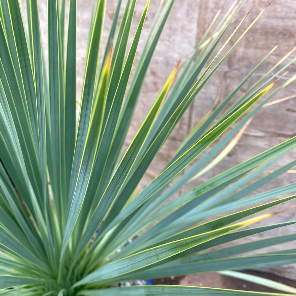 Yucca rostrata