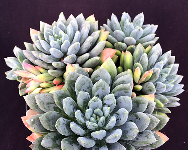 x Pachyveria 'Zooney'