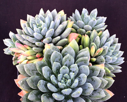 x Pachyveria 'Zooney'