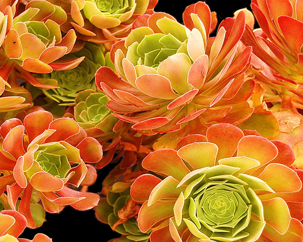 Aeonium 'Blushing Beauty'