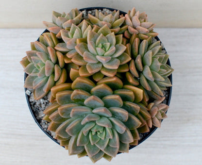 x Graptoveria 'Acaulis'