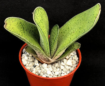 Gasteria acinacifolia