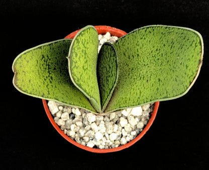 Gasteria acinacifolia