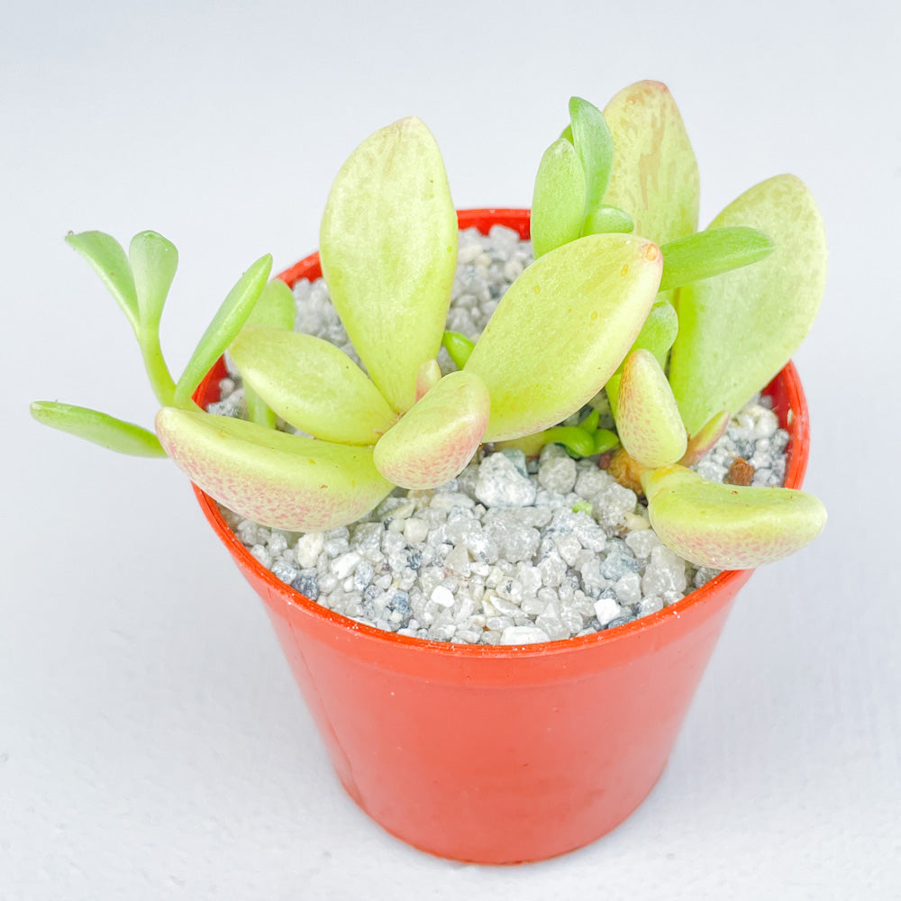 Adromischus fallax