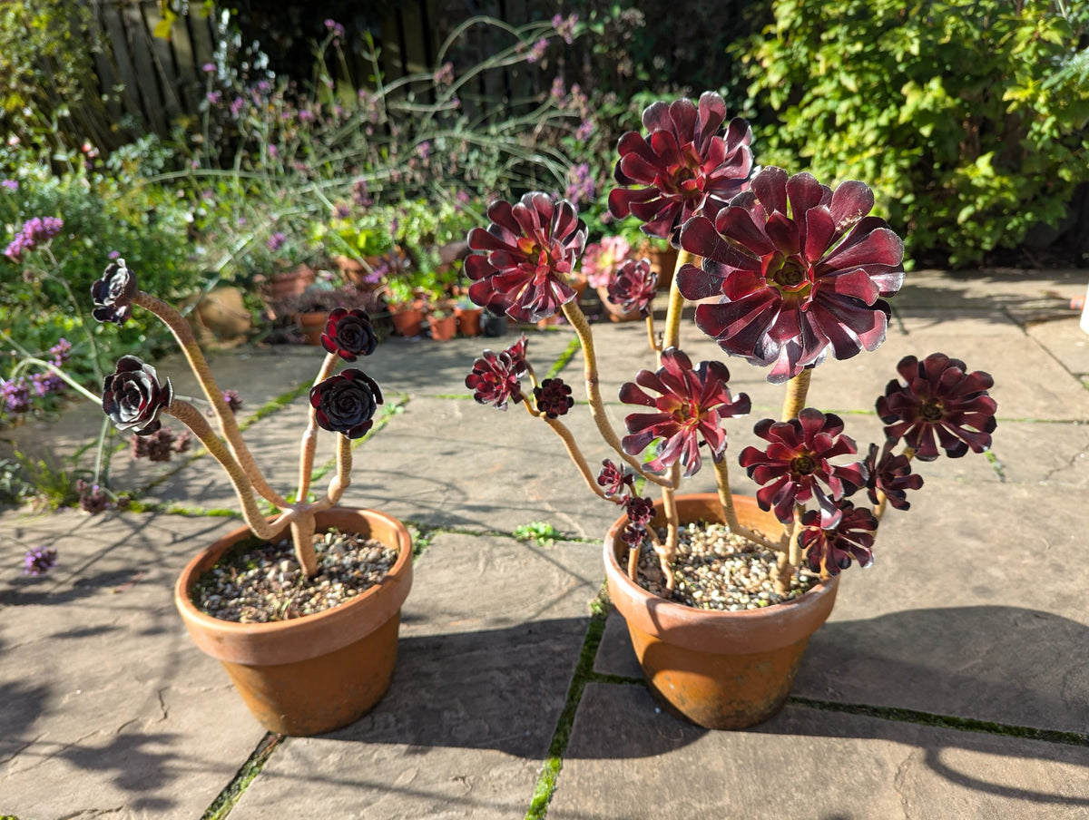 Two pots of Aeonium 'Schwarzkopf' on a patio, one with stem rot and one healthy