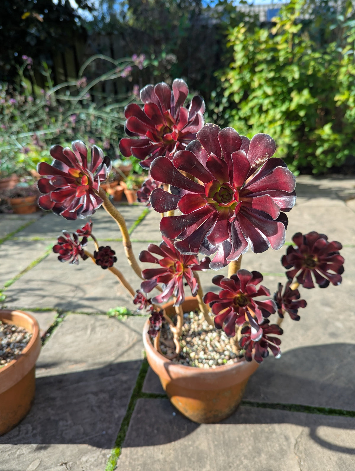 Aeonium 'Schwarzkopf' without stem rot, with wide, open rosettes on every stem