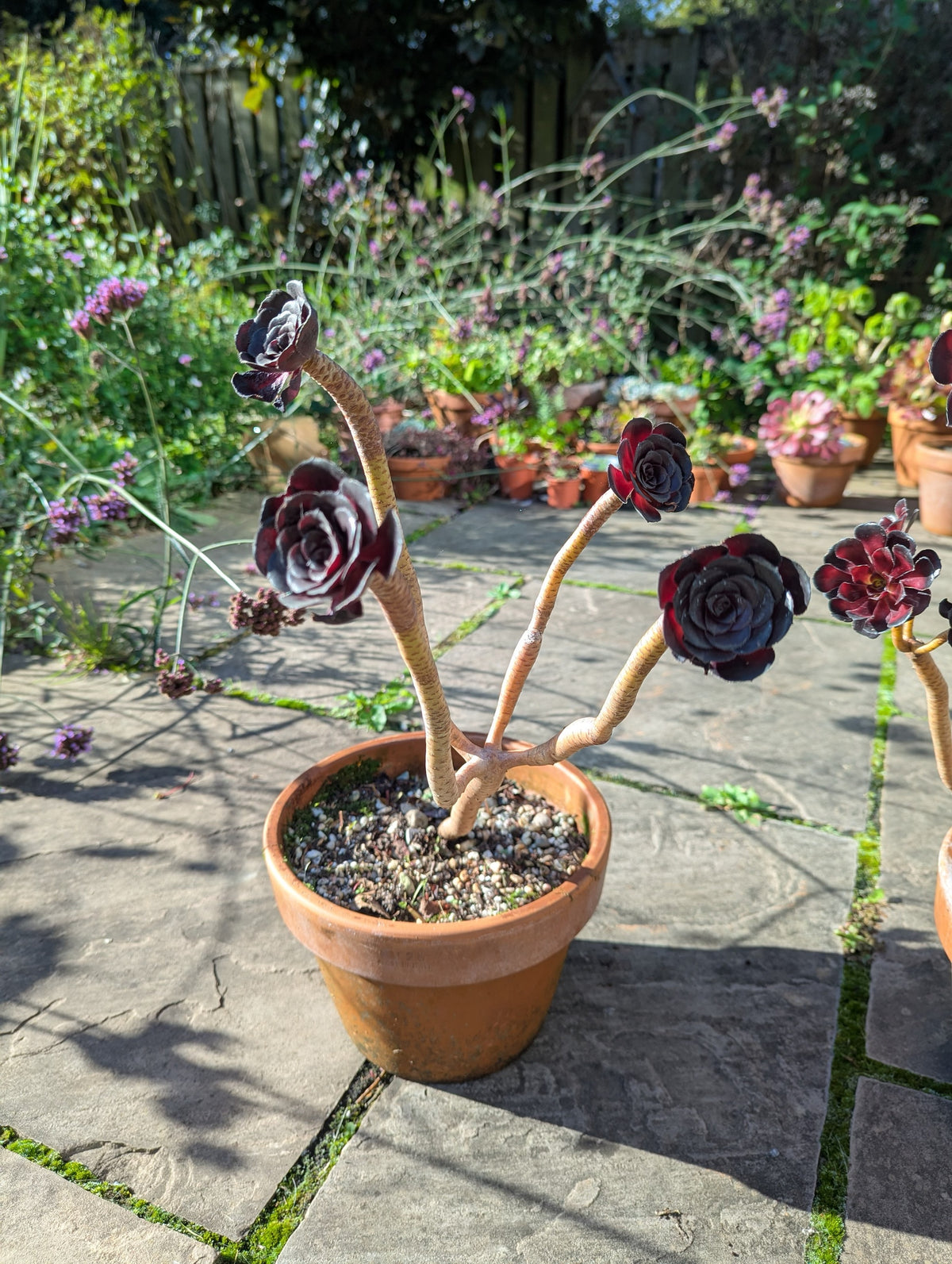 Aeonium 'Schwarzkopf' with stem rot, left with a few small, tight rosettes on long, bare stems