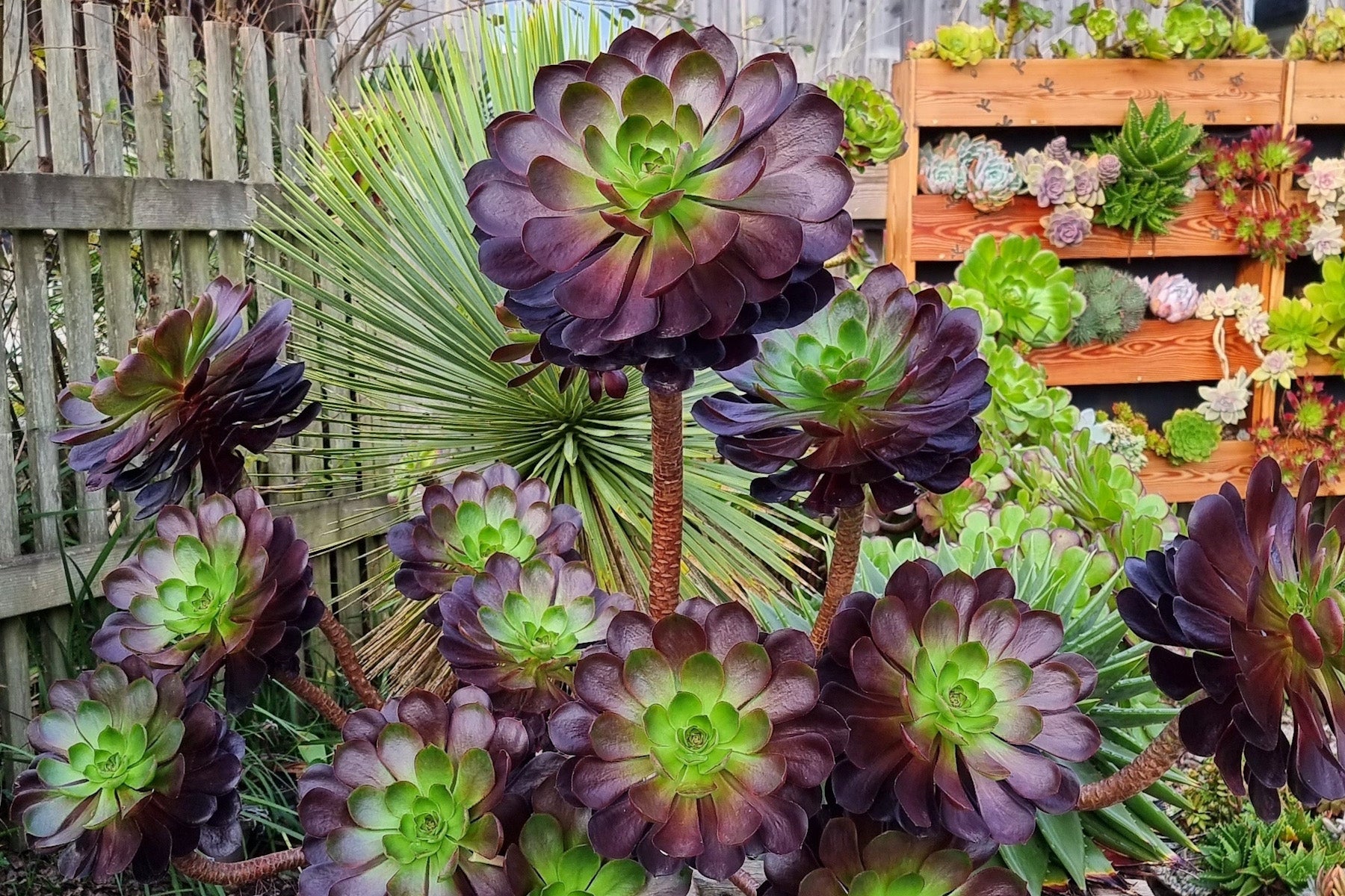 アエオニウムの冬の育て方究極ガイド – Surreal Succulents