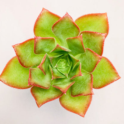 Aeonium davidbramwellii