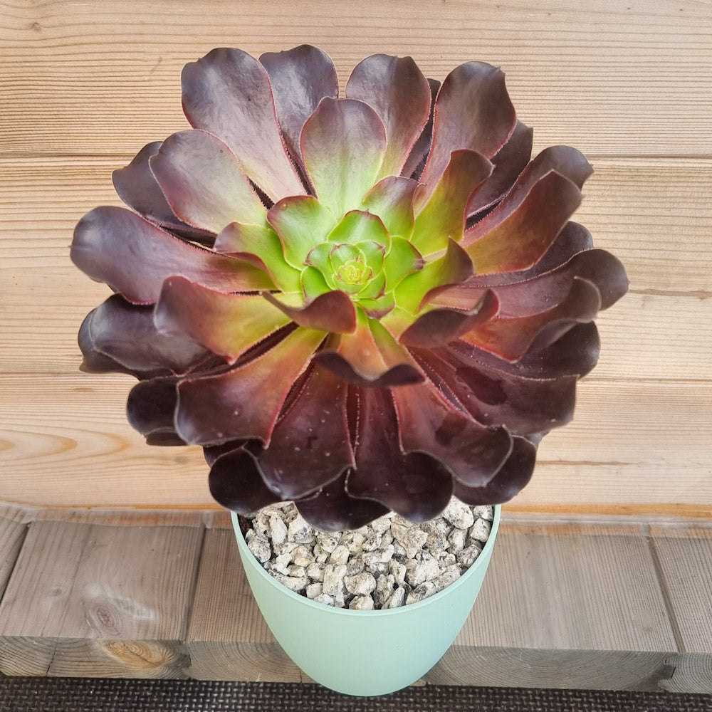 アエオニウム モランディ親株 アエオニウム 'ディープパープル' – Surreal Succulents
