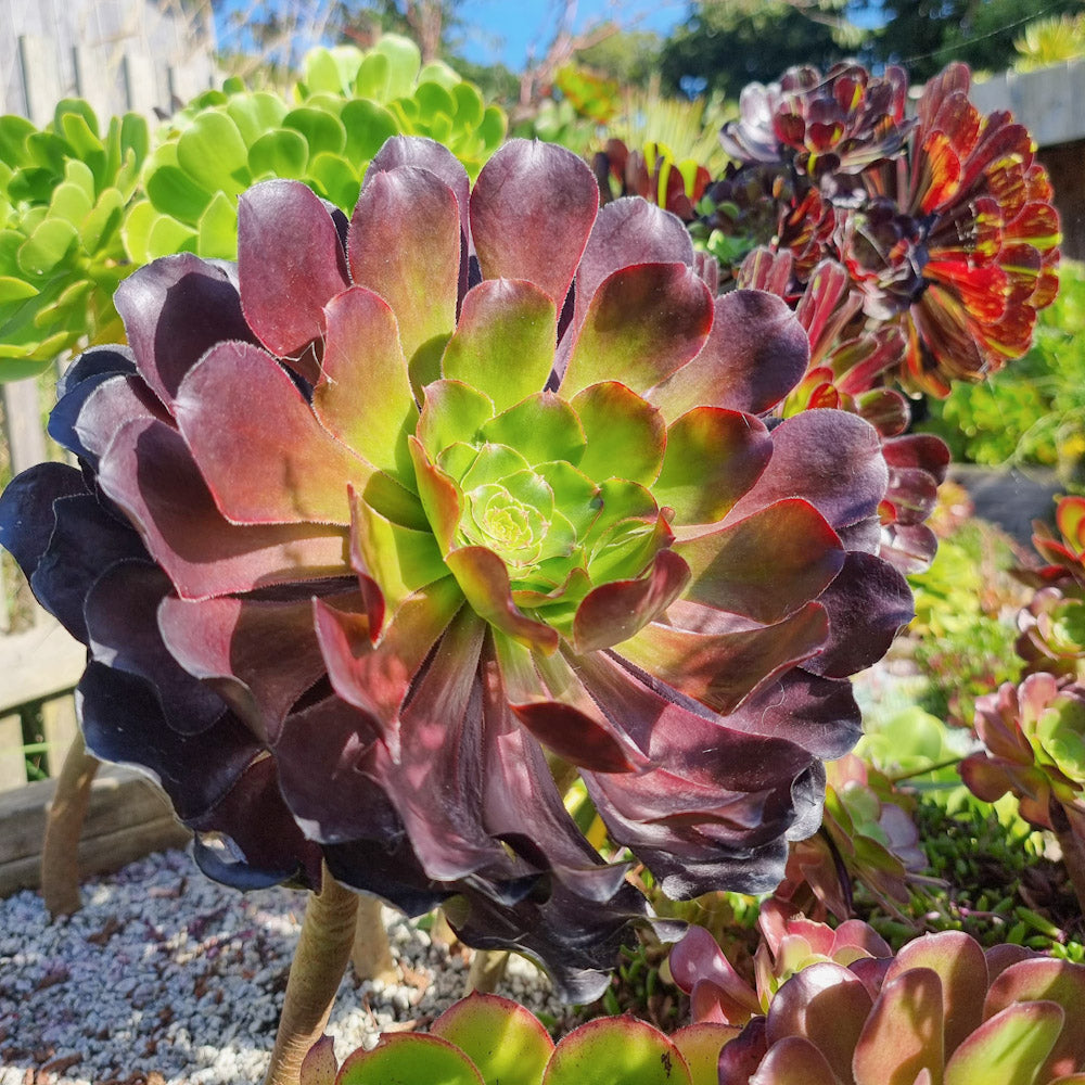 purple aeonium succulent Aeonium 'Deep Purple' – Surreal Succulents