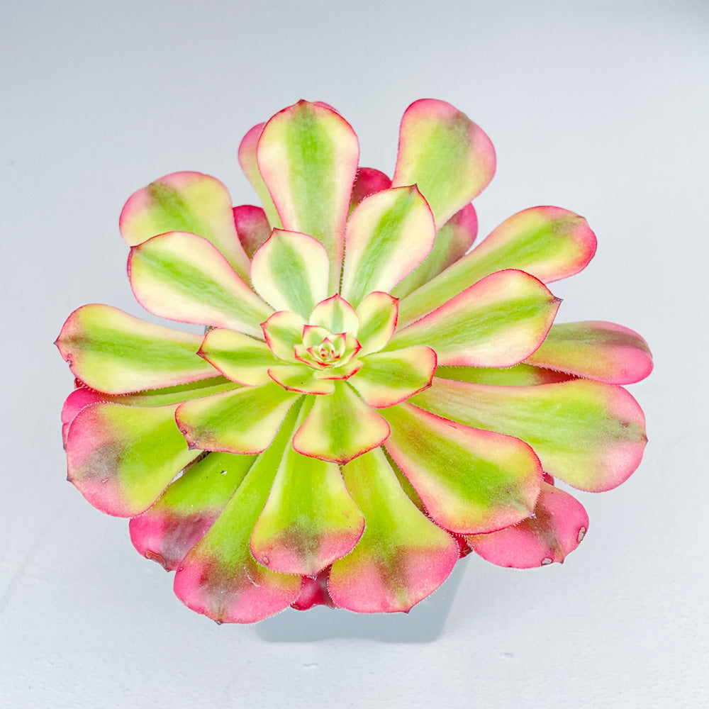 Aeonium 'Hongyan'