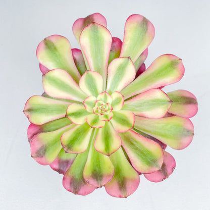 Aeonium 'Hongyan'