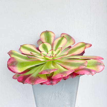 Aeonium 'Hongyan'