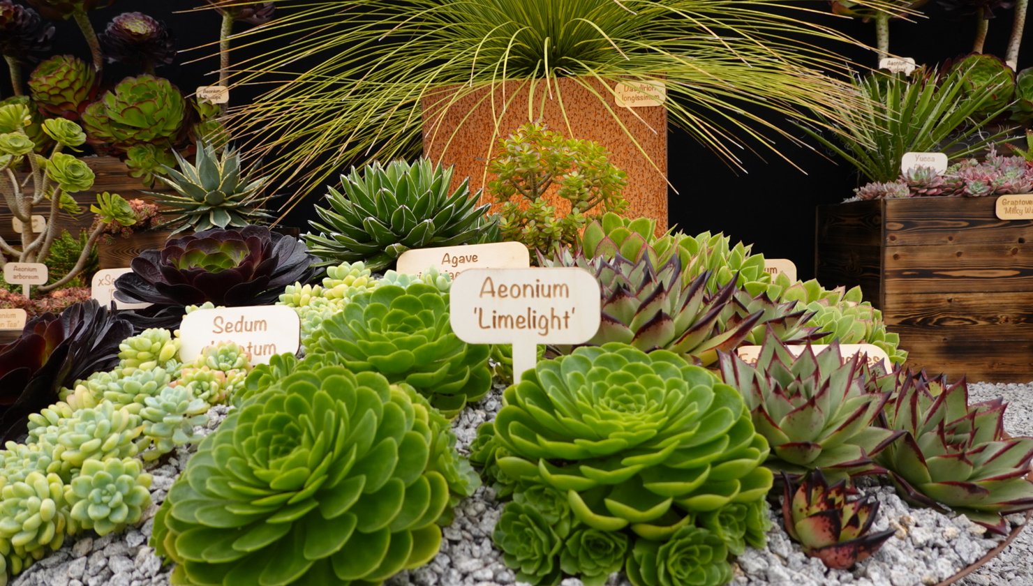 Aeonium 'Limelight' with its label among the succulents on the Surreal Succulents stand at the RHS Badminton Flower Show 2026
